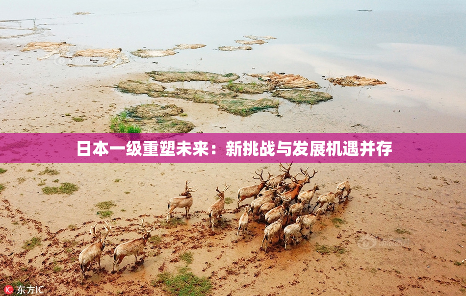 日本一级重塑未来：新挑战与发展机遇并存