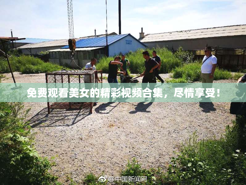 免费观看美女的精彩视频合集，尽情享受！