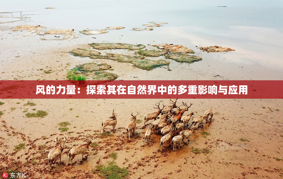 风的力量：探索其在自然界中的多重影响与应用