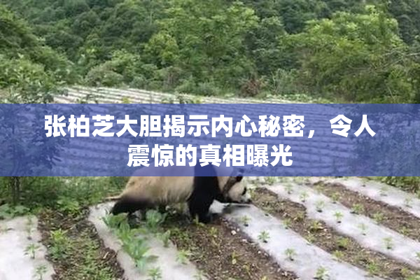 张柏芝大胆揭示内心秘密，令人震惊的真相曝光