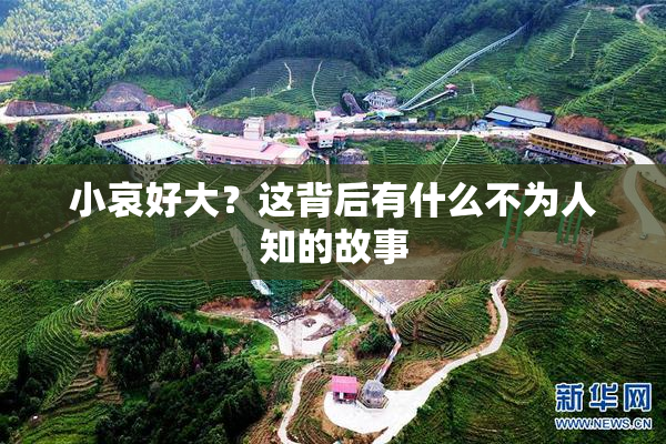 小哀好大？这背后有什么不为人知的故事