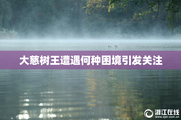 大慈树王遭遇何种困境引发关注