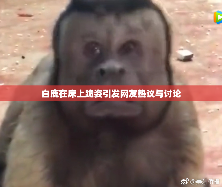 白鹿在床上跪姿引发网友热议与讨论