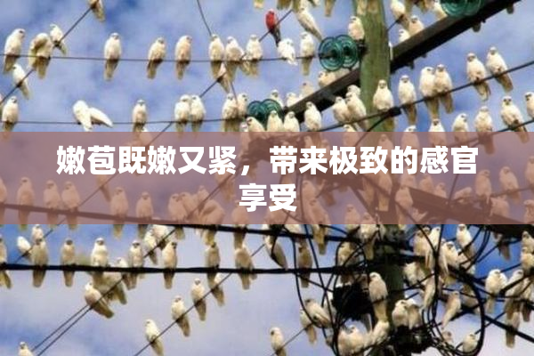 嫩苞既嫩又紧，带来极致的感官享受