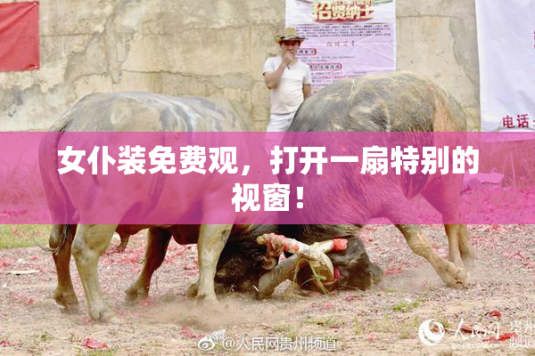 女仆装免费观，打开一扇特别的视窗！