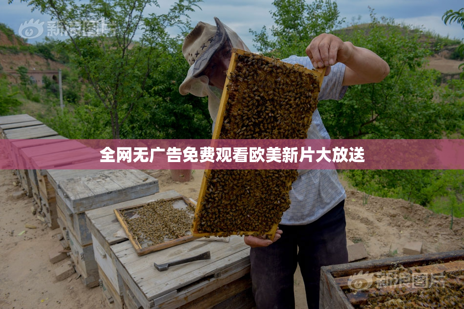 全网无广告免费观看欧美新片大放送