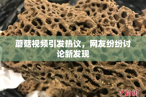 蘑菇视频引发热议，网友纷纷讨论新发现