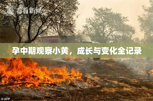 孕中期观察小黄，成长与变化全记录