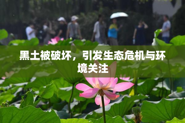 黑土被破坏，引发生态危机与环境关注