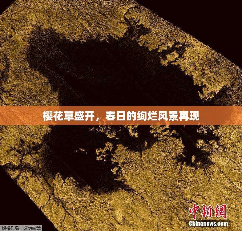 樱花草盛开，春日的绚烂风景再现