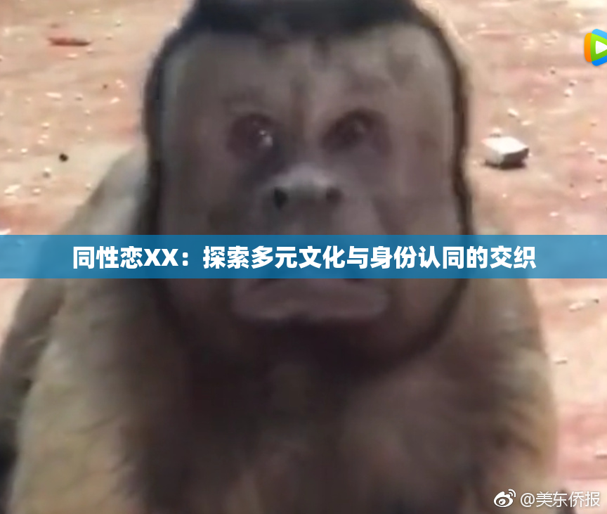 同性恋XX：探索多元文化与身份认同的交织