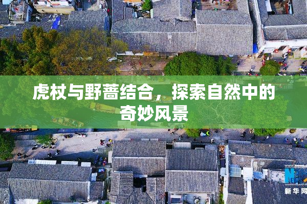 虎杖与野蔷结合，探索自然中的奇妙风景