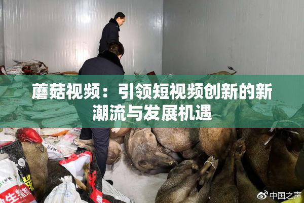 蘑菇视频：引领短视频创新的新潮流与发展机遇