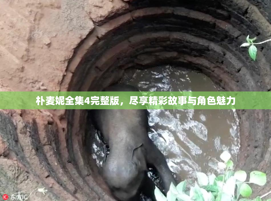 朴麦妮全集4完整版，尽享精彩故事与角色魅力
