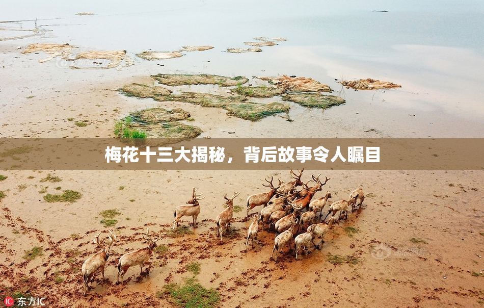 梅花十三大揭秘，背后故事令人瞩目