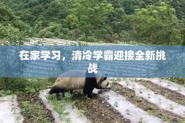 在家学习，清冷学霸迎接全新挑战