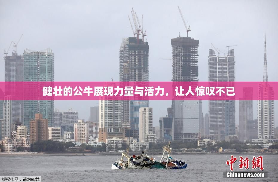 健壮的公牛展现力量与活力，让人惊叹不已
