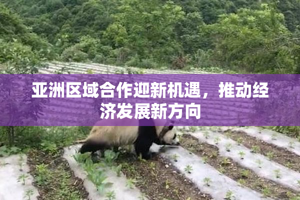 亚洲区域合作迎新机遇，推动经济发展新方向