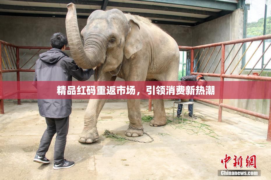 精品红码重返市场，引领消费新热潮