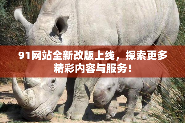 91网站全新改版上线，探索更多精彩内容与服务！
