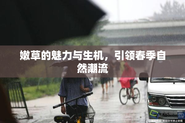嫩草的魅力与生机，引领春季自然潮流
