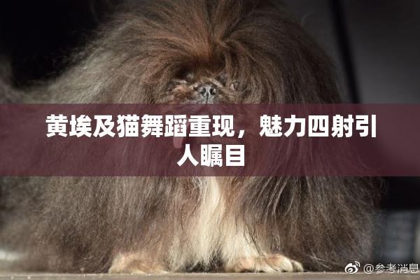 黄埃及猫舞蹈重现，魅力四射引人瞩目