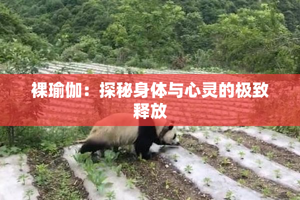 裸瑜伽：探秘身体与心灵的极致释放