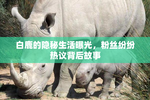 白鹿的隐秘生活曝光，粉丝纷纷热议背后故事