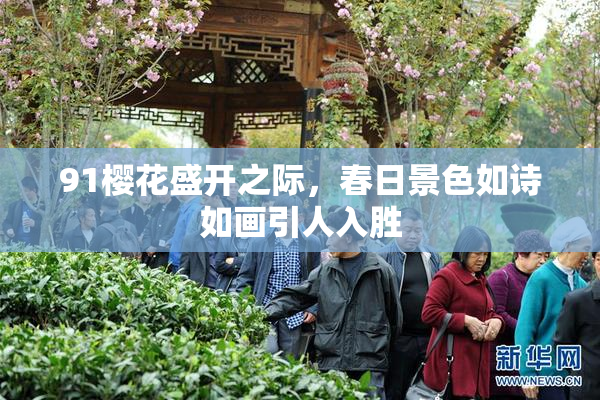 91樱花盛开之际，春日景色如诗如画引人入胜