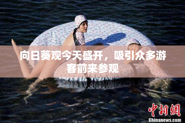 向日葵观今天盛开，吸引众多游客前来参观