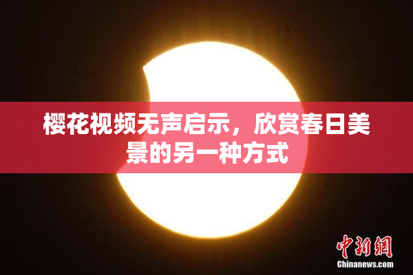 樱花视频无声启示，欣赏春日美景的另一种方式