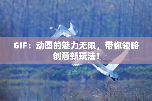 GIF：动图的魅力无限，带你领略创意新玩法！