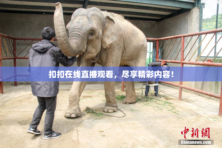 扣扣在线直播观看，尽享精彩内容！