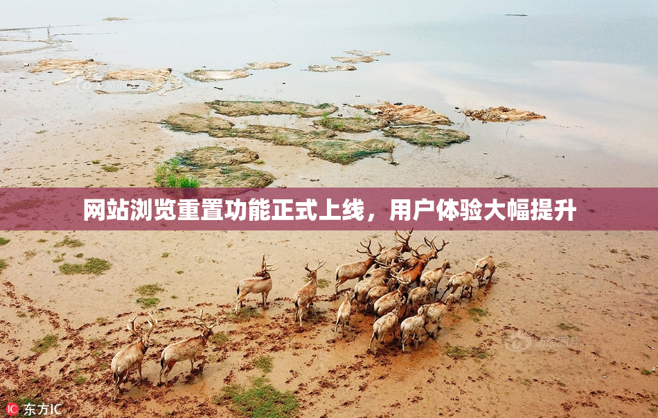 网站浏览重置功能正式上线，用户体验大幅提升