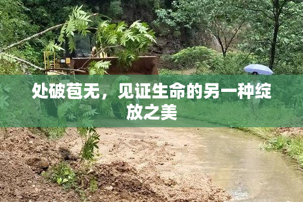 处破苞无，见证生命的另一种绽放之美