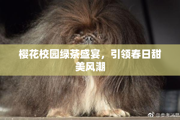 樱花校园绿茶盛宴，引领春日甜美风潮