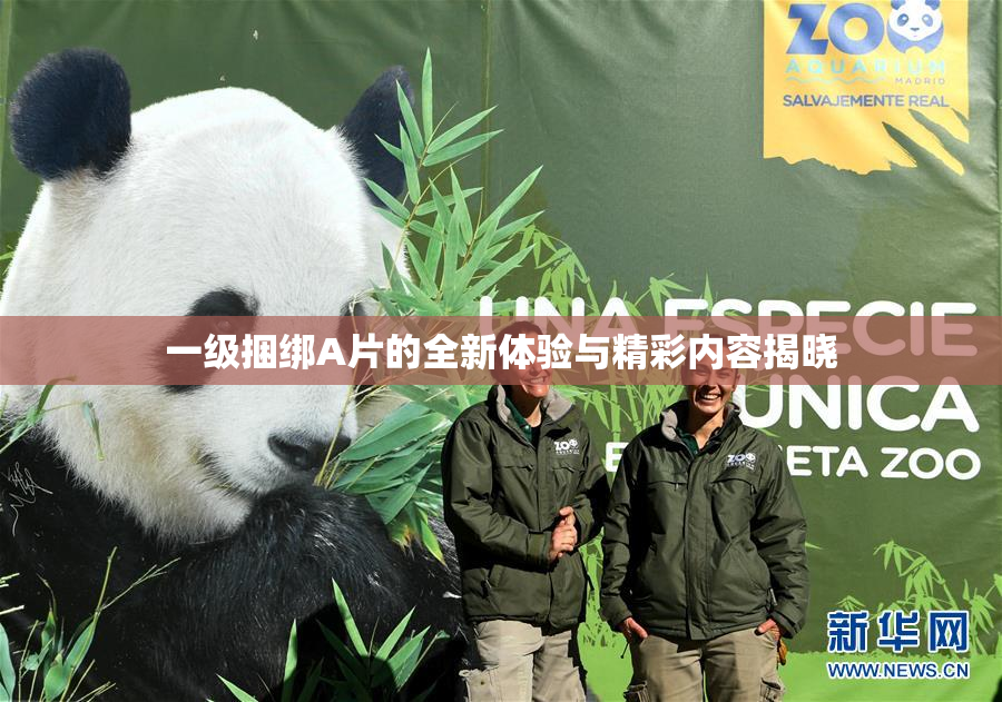 一级捆绑A片的全新体验与精彩内容揭晓