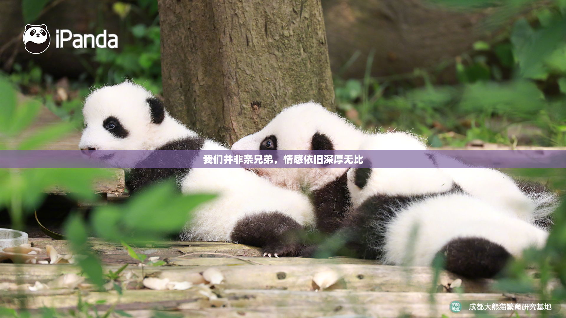 我们并非亲兄弟，情感依旧深厚无比