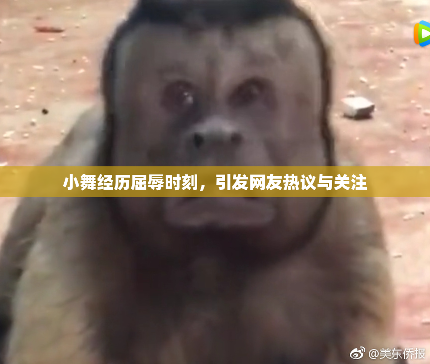 小舞经历屈辱时刻，引发网友热议与关注