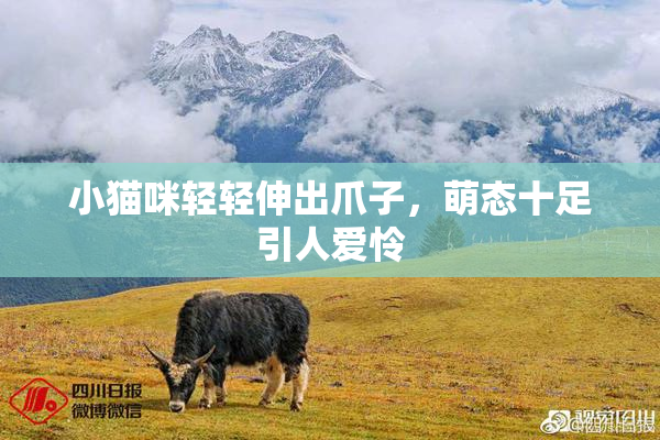 小猫咪轻轻伸出爪子，萌态十足引人爱怜