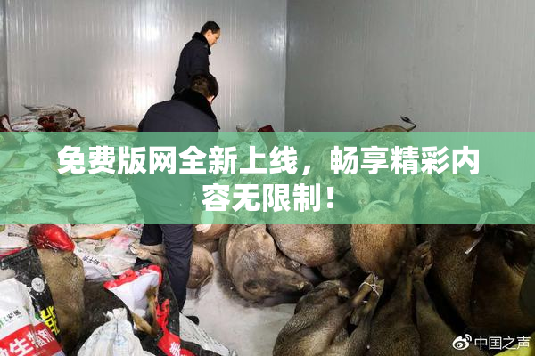 免费版网全新上线，畅享精彩内容无限制！