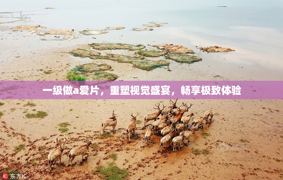 一级做a爱片，重塑视觉盛宴，畅享极致体验