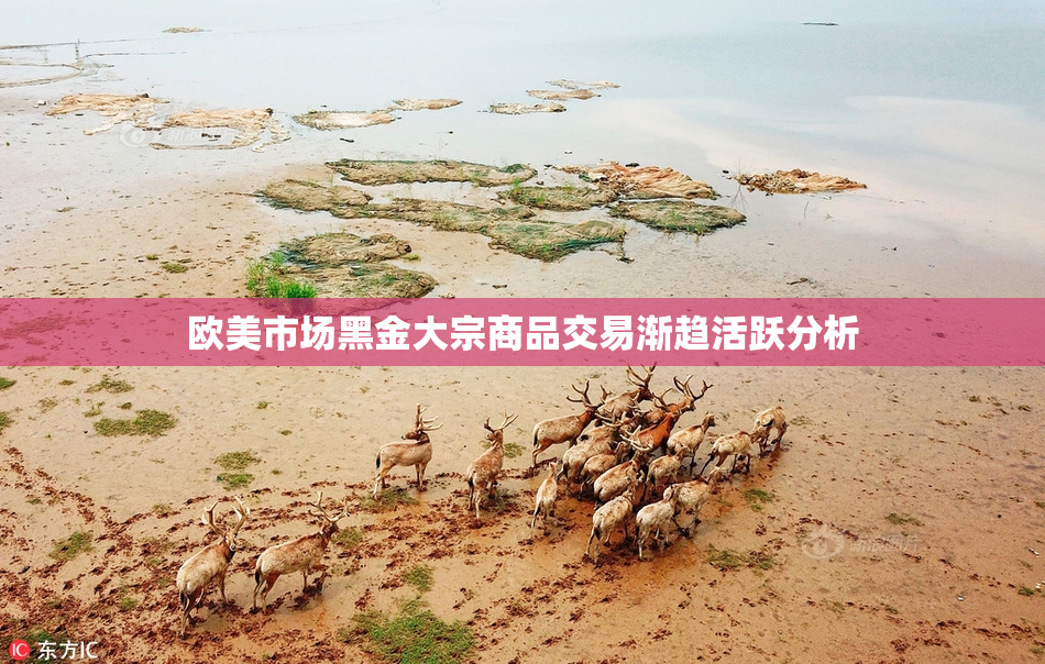 欧美市场黑金大宗商品交易渐趋活跃分析