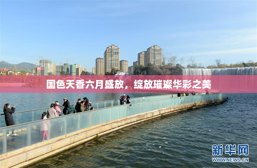 国色天香六月盛放，绽放璀璨华彩之美