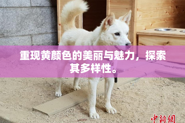重现黄颜色的美丽与魅力，探索其多样性。
