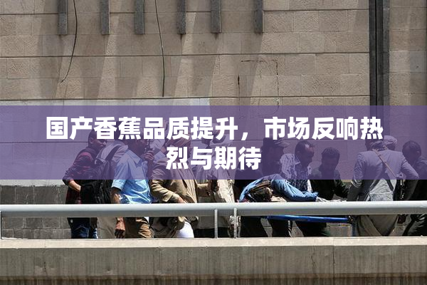 国产香蕉品质提升，市场反响热烈与期待
