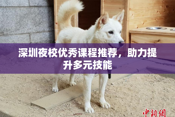 深圳夜校优秀课程推荐，助力提升多元技能