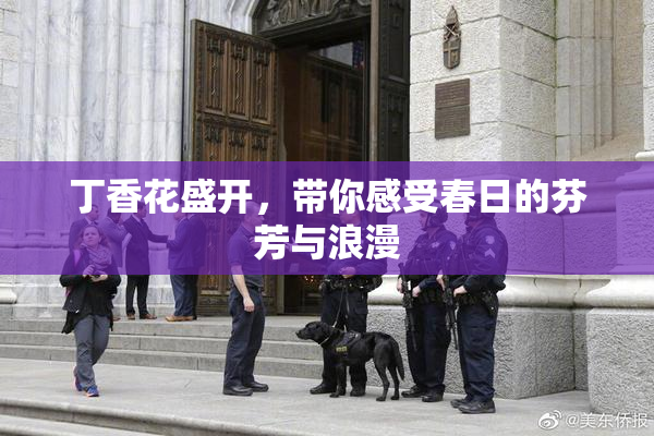 丁香花盛开，带你感受春日的芬芳与浪漫