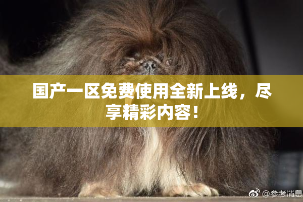 国产一区免费使用全新上线，尽享精彩内容！