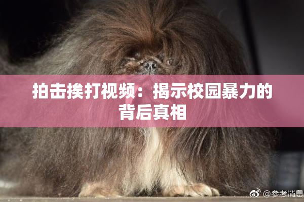 拍击挨打视频：揭示校园暴力的背后真相